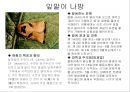 식물의 병충해 피해 43페이지