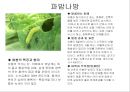 식물의 병충해 피해 44페이지