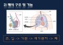 폐렴 / 폐렴 ppt / pneumonia 11페이지