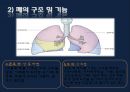 폐렴 / 폐렴 ppt / pneumonia 12페이지