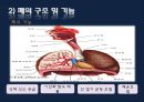 폐렴 / 폐렴 ppt / pneumonia 13페이지