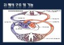폐렴 / 폐렴 ppt / pneumonia 15페이지
