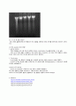 DNA fragmentation assay 실험 레포트 2페이지