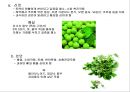 (식품의 성미.궁합.) (식품의 성미.궁합.) 식품의 성미.궁합.금기식품 [식품의 성미.궁합.] 10페이지