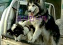 김영삼 문민정부와 IMF시대 23페이지