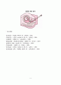 [태아검사] 태내발달 이상 검사 4페이지