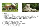 [수학학습심리학] 제2장. 수학적 개념의 형성 16페이지
