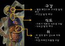 음주과 건강,술에 관한 오해와 진실,숙취에 좋은 음식 운동법,숙취해소음료,알코올 분해 과정 4페이지