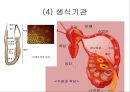 노화의 주요측면과 노화이론 39페이지