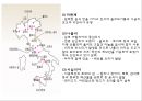이탈리아 외식문화의 이해 18페이지