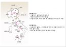이탈리아 외식문화의 이해 19페이지