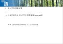 국제문화와영화 영화감상 영화와 관련된 레포트 녹차 영화 레나 26페이지