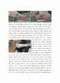 옥수수사료를 먹인 젖소에게 짜낸 우유의 문제점-가공식품의 비밀 3페이지
