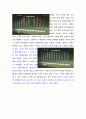 옥수수사료를 먹인 젖소에게 짜낸 우유의 문제점-가공식품의 비밀 4페이지