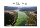 4대강 사업과 수질오염 8페이지