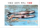 4대강 사업과 수질오염 42페이지