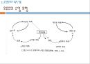 준경험주의 - 수학적 지식의 확실성의 문제 오류의 수정을 통한 수학적 지식의 성장 준경험주의의 교육적 적용 18페이지