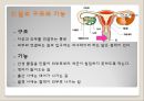 여성의 몸과 마음 5페이지