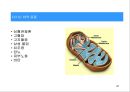 탈모증 대응요법의 이해 28페이지
