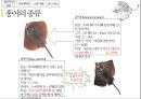 홍어의 정의홍어 특징과종류헝어 국내시장 유통현황홍어의 정의 및 특징홍어의 부위별 특징 6페이지