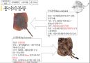 홍어의 정의홍어 특징과종류헝어 국내시장 유통현황홍어의 정의 및 특징홍어의 부위별 특징 7페이지