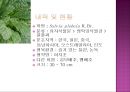 배암차즈기 ‘곰보배추’ [내력 식물학적 특성 재배법 관리 수확 제품조사 상품화 마케팅 전략] 3페이지