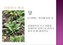 배암차즈기 ‘곰보배추’ [내력 식물학적 특성 재배법 관리 수확 제품조사 상품화 마케팅 전략] 5페이지