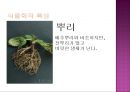 배암차즈기 ‘곰보배추’ [내력 식물학적 특성 재배법 관리 수확 제품조사 상품화 마케팅 전략] 8페이지