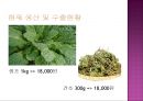배암차즈기 ‘곰보배추’ [내력 식물학적 특성 재배법 관리 수확 제품조사 상품화 마케팅 전략] 13페이지