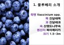 블루베리 [소개 재배법 효능 이용상품 사업계획] 3페이지