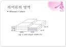 의미론,어휘의미론,문장의미론 19페이지