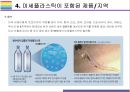 미세플라스틱 문제와 해결방안 [마이크로비즈미세플라스틱플라스틱Microplastics플라스틱 순환] 13페이지