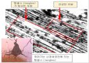 제누피그에 대한 모든것 ppt 발표자료 A++ - 치매유전자를 보유한 복제돼지, 제누피그.pptx 6페이지