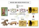 제누피그에 대한 모든것 ppt 발표자료 A++ - 치매유전자를 보유한 복제돼지, 제누피그.pptx 15페이지