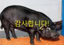 제누피그에 대한 모든것 ppt 발표자료 A++ - 치매유전자를 보유한 복제돼지, 제누피그.pptx 18페이지