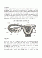 [태아발달] 태아기 발달단계 3페이지