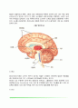 신경계의 구조와 기능(말초신경계 중추신경계 대뇌피질 좌우반구의 기능 뇌의 화학전달물질) 5페이지