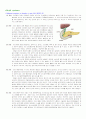 바터 팽대부 암 케이스 스터디(Malignant neoplasm of Ampulla of vater 바터 팽대부 암 Malignant neoplasm of Rectum 직장암 케이스 스터디 간호과정) 14페이지