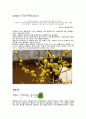 문인답사 보고서- 김유정 11페이지