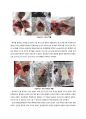 [생리학 실험] RAT 보정 경구투여 해부 조직적출 결과레포트 3페이지
