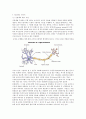 신경 기관 (Nervous system) 정리 2페이지