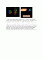 신경 기관 (Nervous system) 정리 6페이지