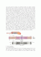 근육기관(muscular system) 정리 4페이지