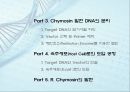 유전자클로닝 관련 레포트자료 4페이지