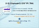 유전자클로닝 관련 레포트자료 15페이지