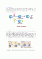 Catalase 와 Protease 효소 확인 2페이지