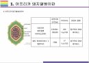돼지열병 개념 증상 문제와 해결방법 4페이지
