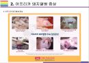 돼지열병 개념 증상 문제와 해결방법 8페이지