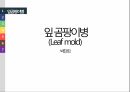 토마토 주요 병해 진단 및 처방 10페이지