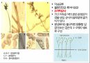 토마토 주요 병해 진단 및 처방 13페이지